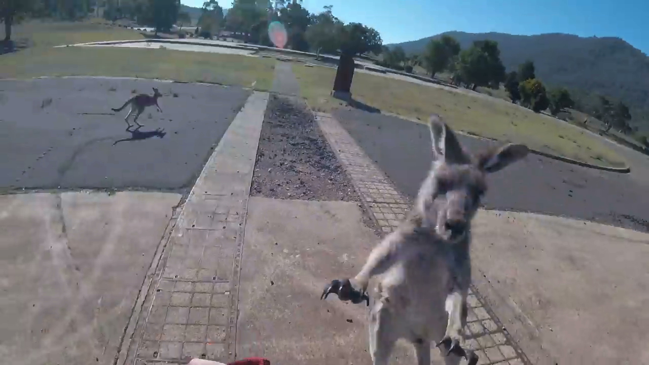 Kangaroo With A Mean Right Hook Foils Paraglider S Perfect Landing Live Science