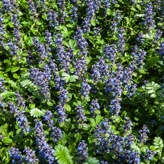 Blue bugle : bugleherb : bugleweed : carpetweed : carpet bungleweed : common bugle (Ajuga reptans) in flower