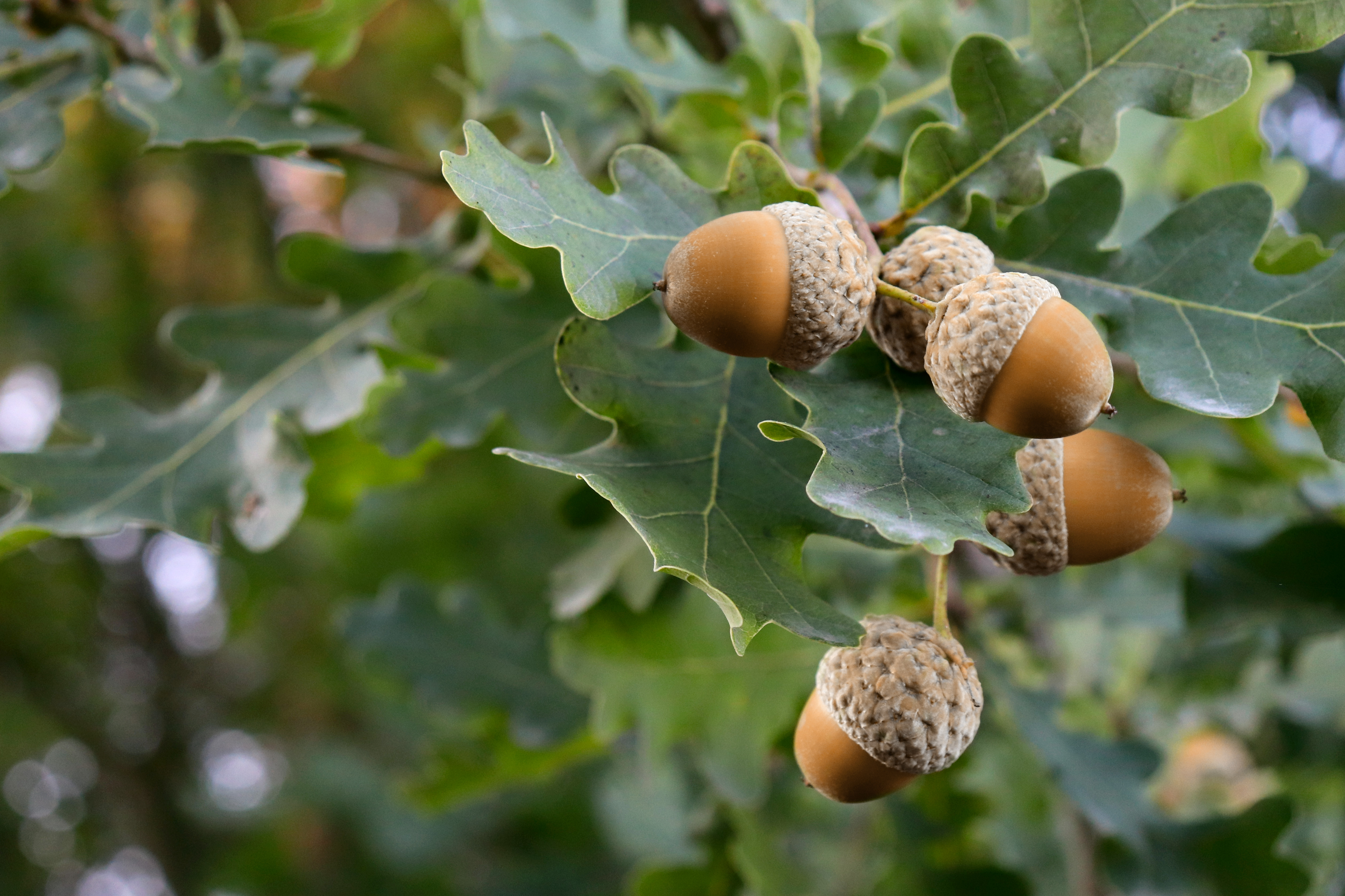 Acorns on an oak tree