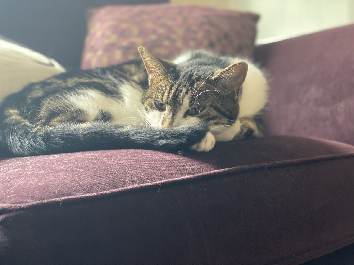 iPhone 11 camera