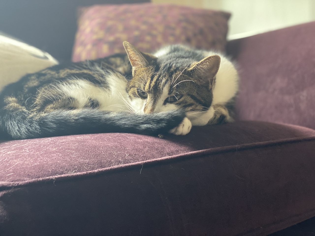 iPhone 11 camera