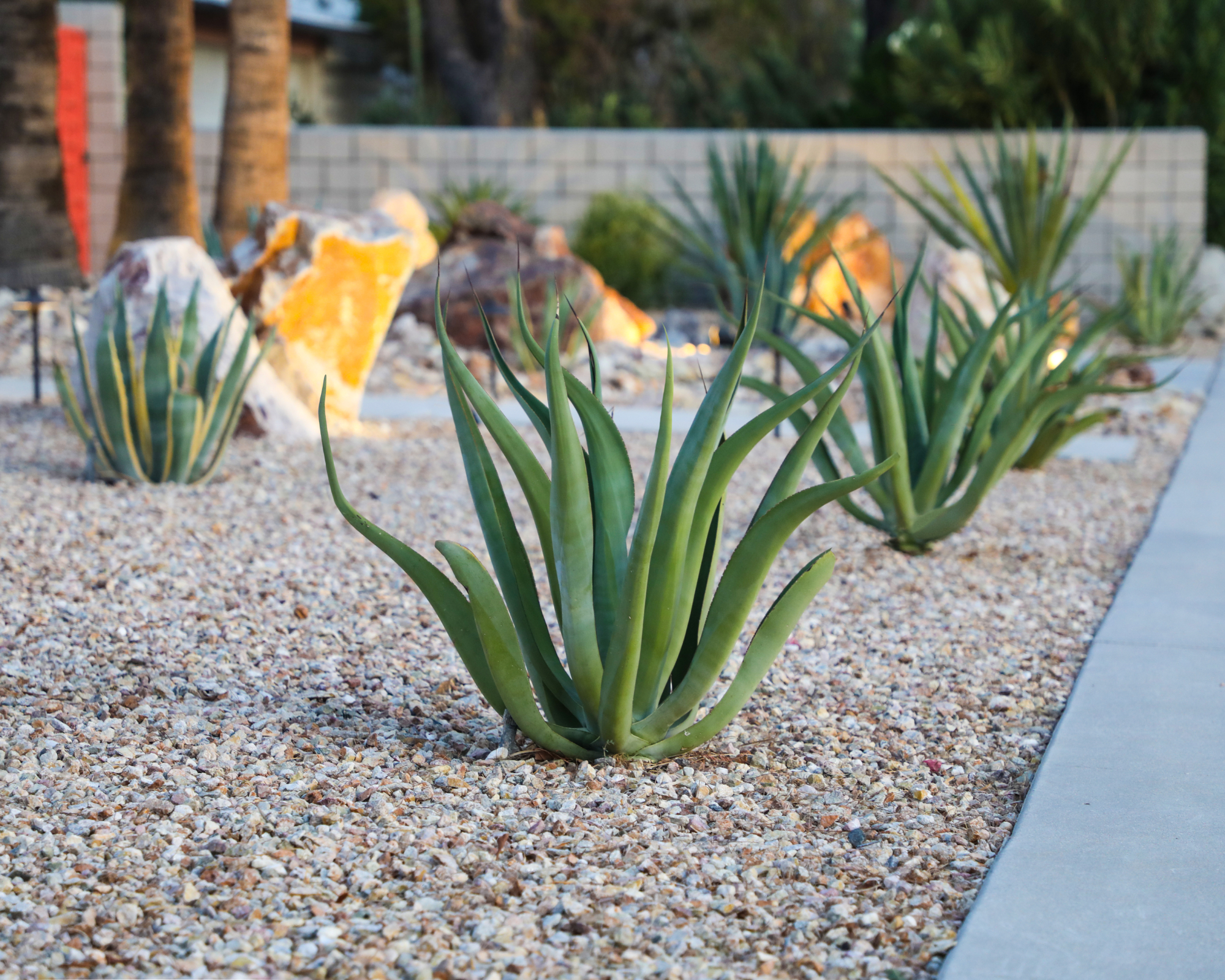 agave and gravel in front yard