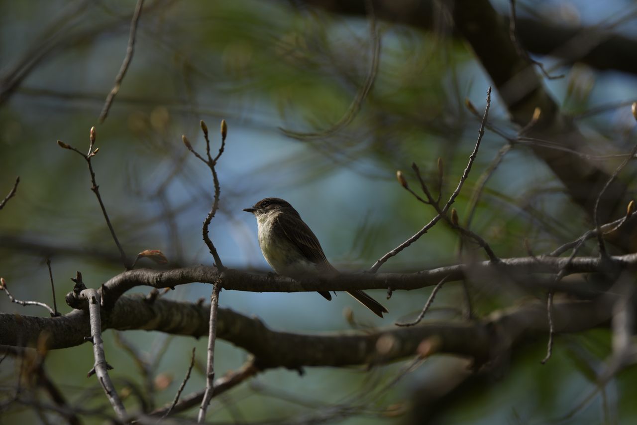 Wildlife images shot on the Sony A7R VI, unedited JPEG with slight resize to 7K pixels wide for web upload