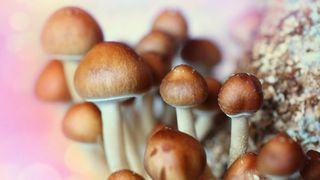 photo of mushrooms with white stems and brown caps, which contain psilocybin