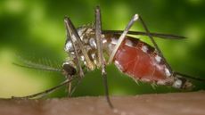 A close-up image of a mosquito ingesting a blood meal from a person's hand. 