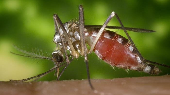 A close-up image of a mosquito ingesting a blood meal from a person&#039;s hand. 