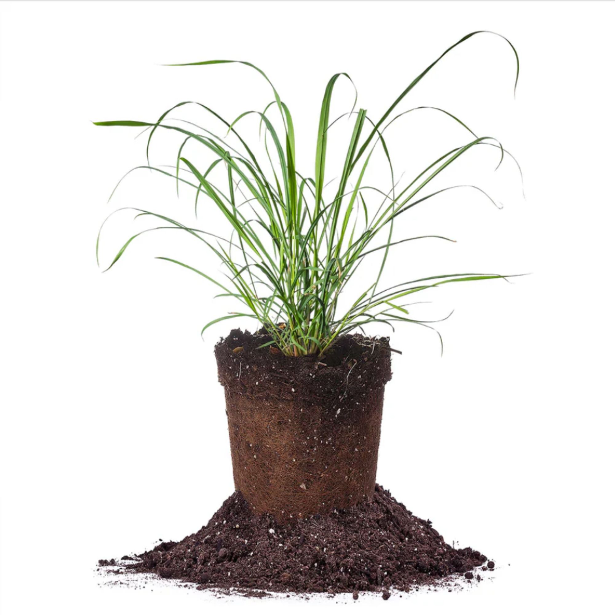 Lemongrass Plant