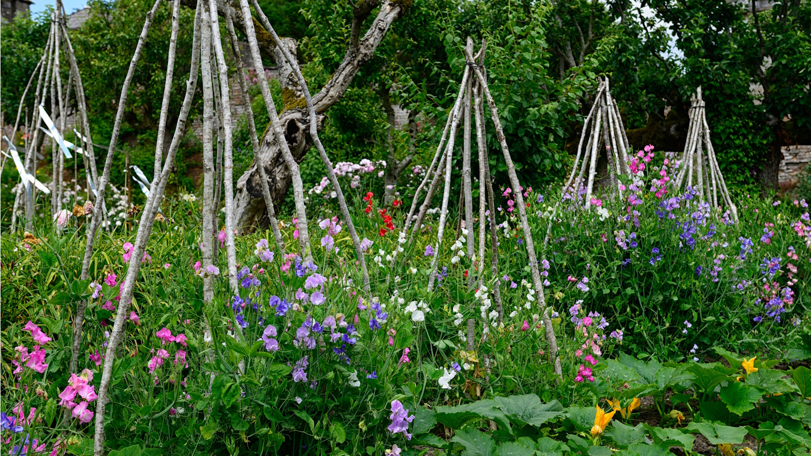 How to make a sweet pea teepee