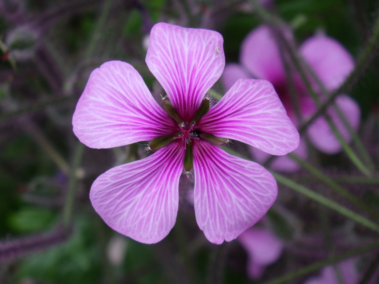 Pentax WG-8 example shot