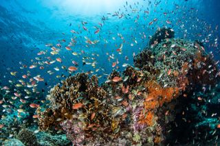 The coral triangle is home to nearly a third of the world's coral-reef fish species.