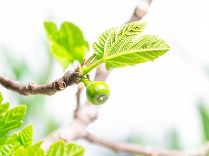 Fig Tree Dropping Figs