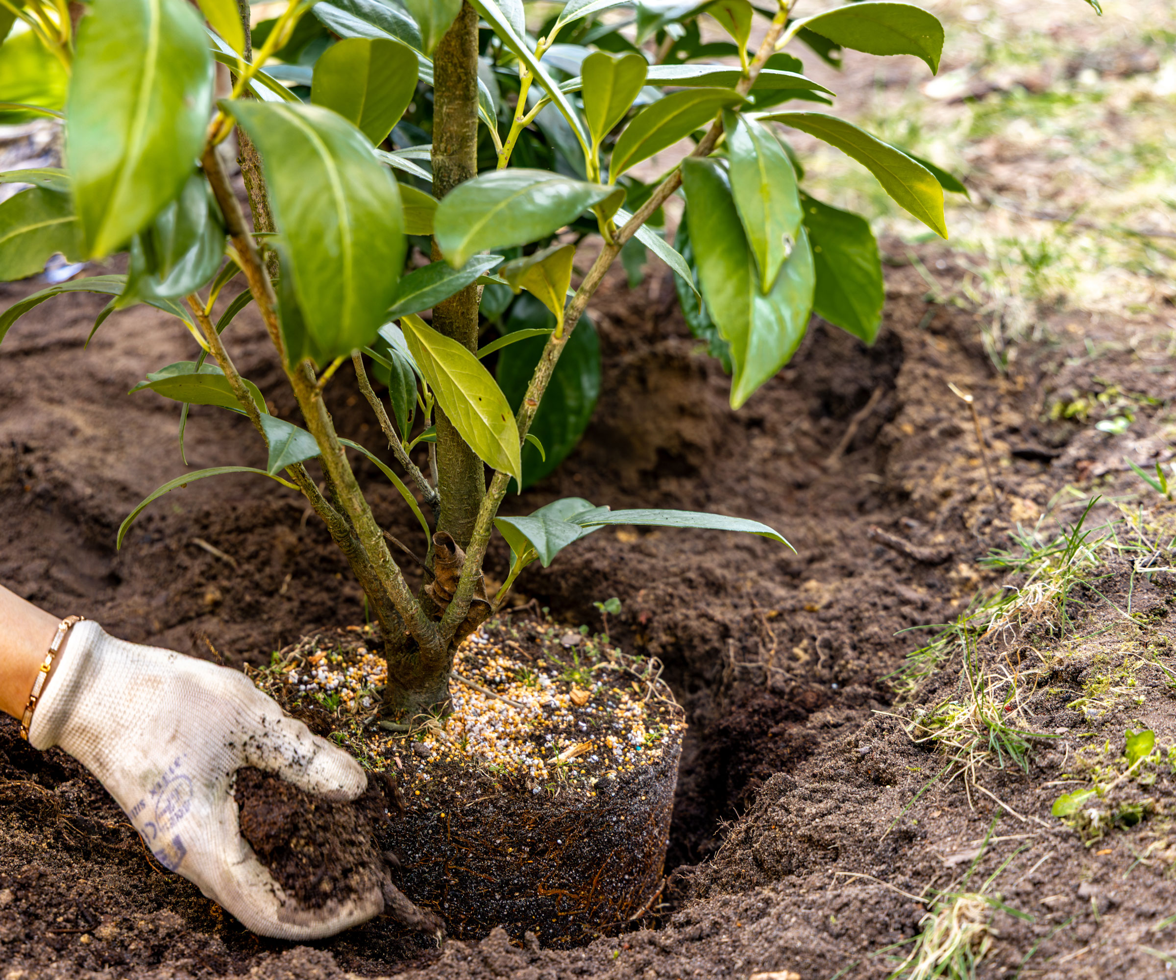 planting cherry laurel into planting hole