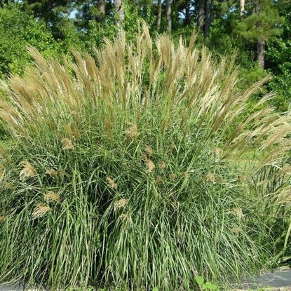 Best ornamental grasses for privacy: 5 screening grasses | Homes & Gardens