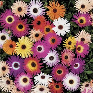 Bright daisy-like flowers