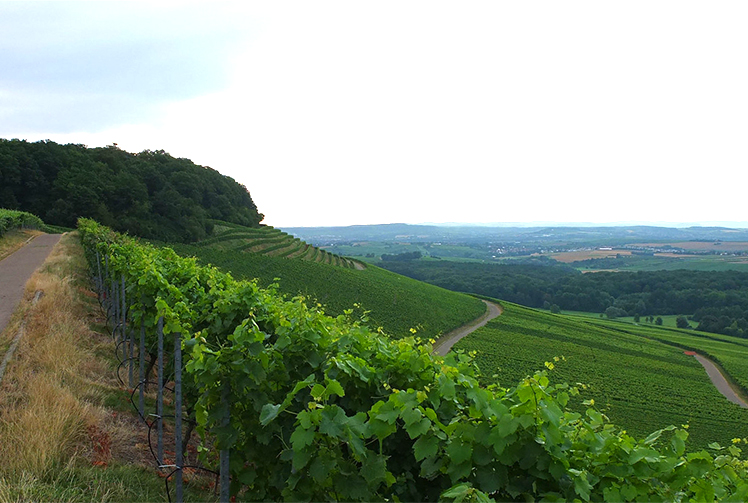 Graf-Neipperg-estate.jpg