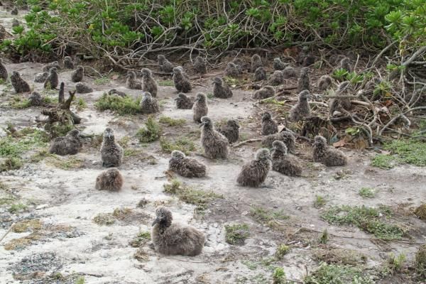 Midway atoll tsunami height
