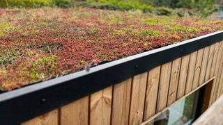 green roof design planted with sedum
