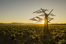 Spanish Icons: Vega Sicilia Unico