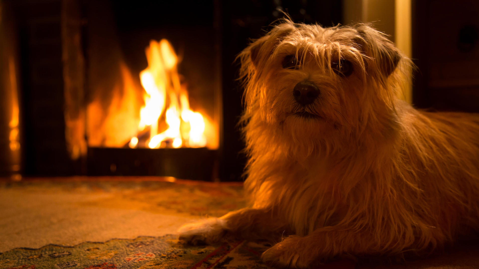 Terrier by open fire