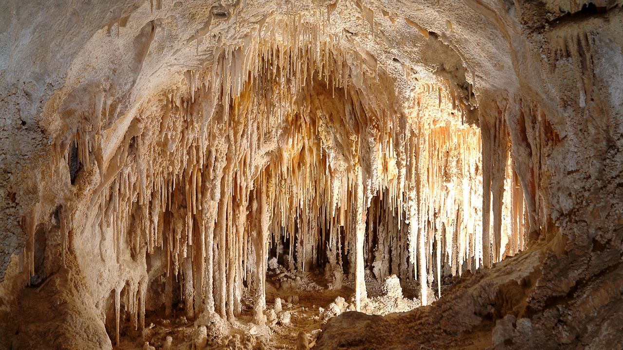 Interior of a cave in Carlsbad Caverns with hundreds of stalactites hanging from the ceiling. The interior is lit and golden in color.