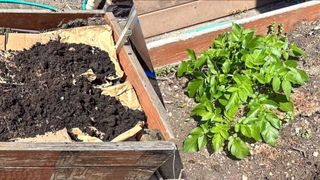 cardboard in garden bed and flowering plant