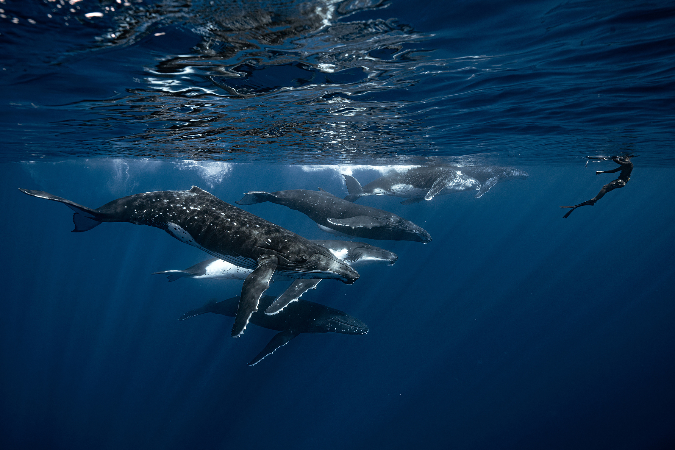 A diver swims alongside a pod of majestic humpback whales in clear blue water, illuminated by rays of sunlight