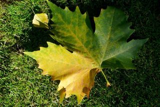 autumn leaf turning from green to yellow