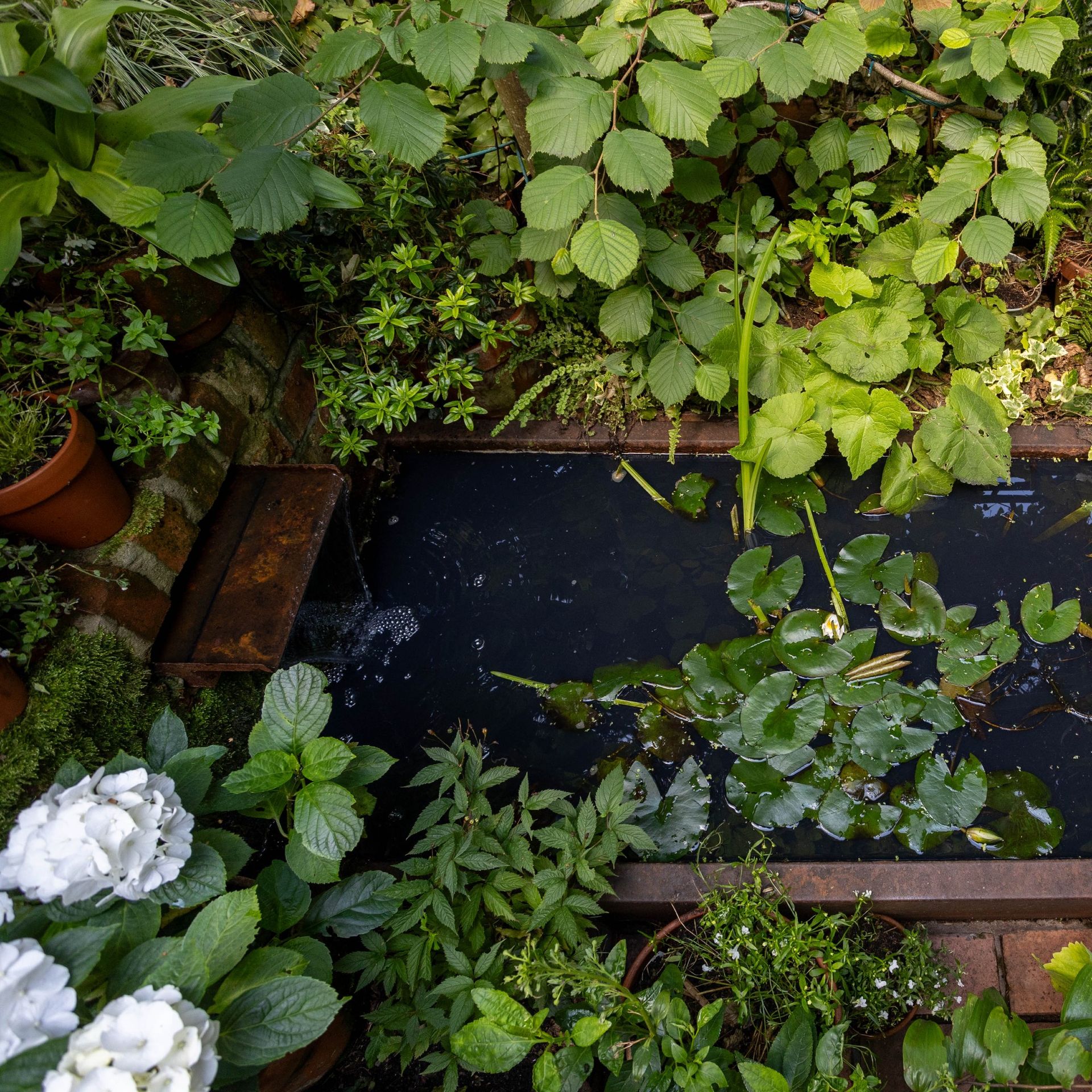 Pond in a garden with a water feature