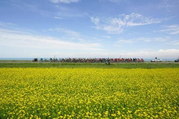 The Rape Seed flowers are in full bloom at this time of year.