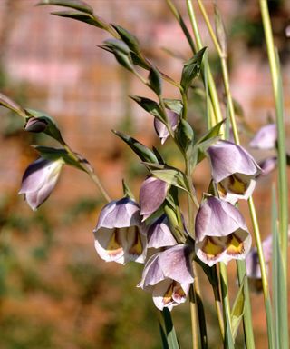 The delicate bell-shaped flowers of Gladiolus papilio