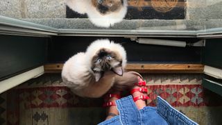 Ragdoll cat sitting on woman's sandals