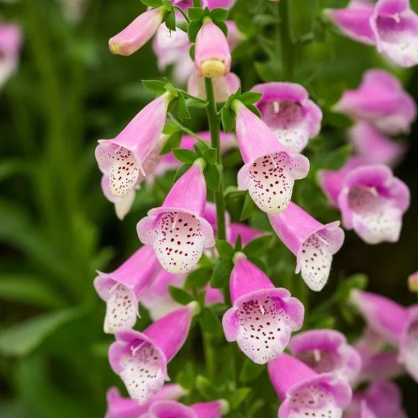 Lucas Pink Foxglove - #1 Container