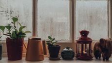 plants lined up besides a foggy window