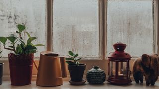 plants lined up besides a foggy window