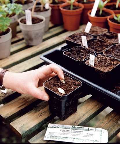 Seed sowing mistakes: 8 common errors to avoid | Homes & Gardens