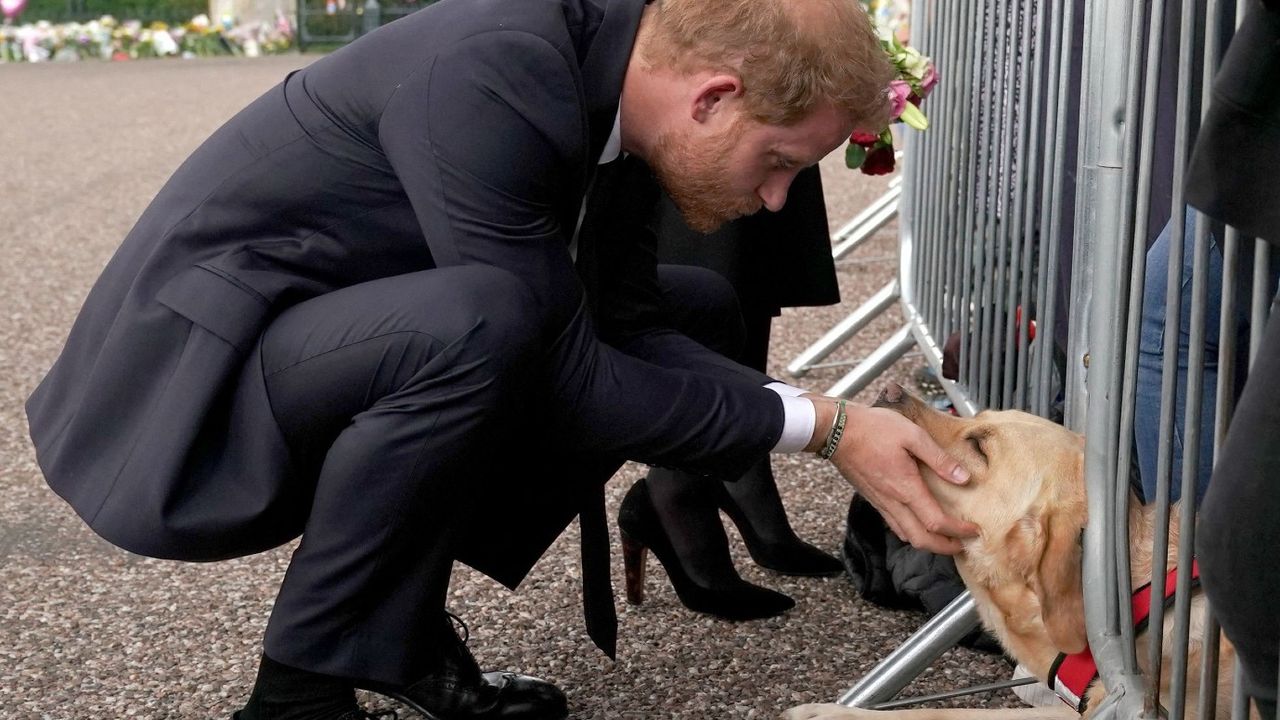 Britain&#039;s Prince Harry, Duke of Sussex, (L) pets a dog as his wife Meghan, Duchess of Sussex, looks at a baby on the Long walk at Windsor Castle on September 10, 2022 as they meet with well-wishers. - King Charles III pledged to follow his mother&#039;s example of &quot;lifelong service&quot; in his inaugural address to Britain and the Commonwealth, after ascending to the throne following the death of Queen Elizabeth II on September 8.