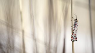 A macro shot showing a moth perched delicately on a slender stick, showcasing its intricate wings and natural beauty with a blurred background