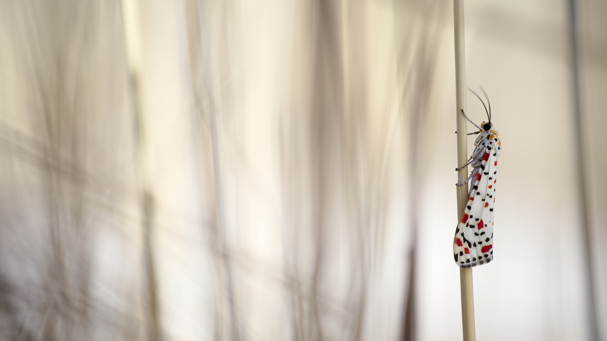 A macro shot showing a moth perched delicately on a slender stick, showcasing its intricate wings and natural beauty with a blurred background