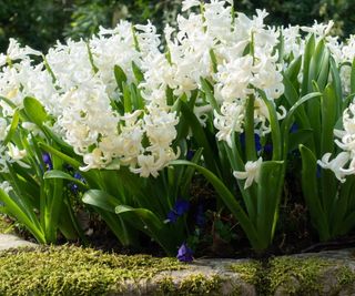 White hyacinth flowers in bloom
