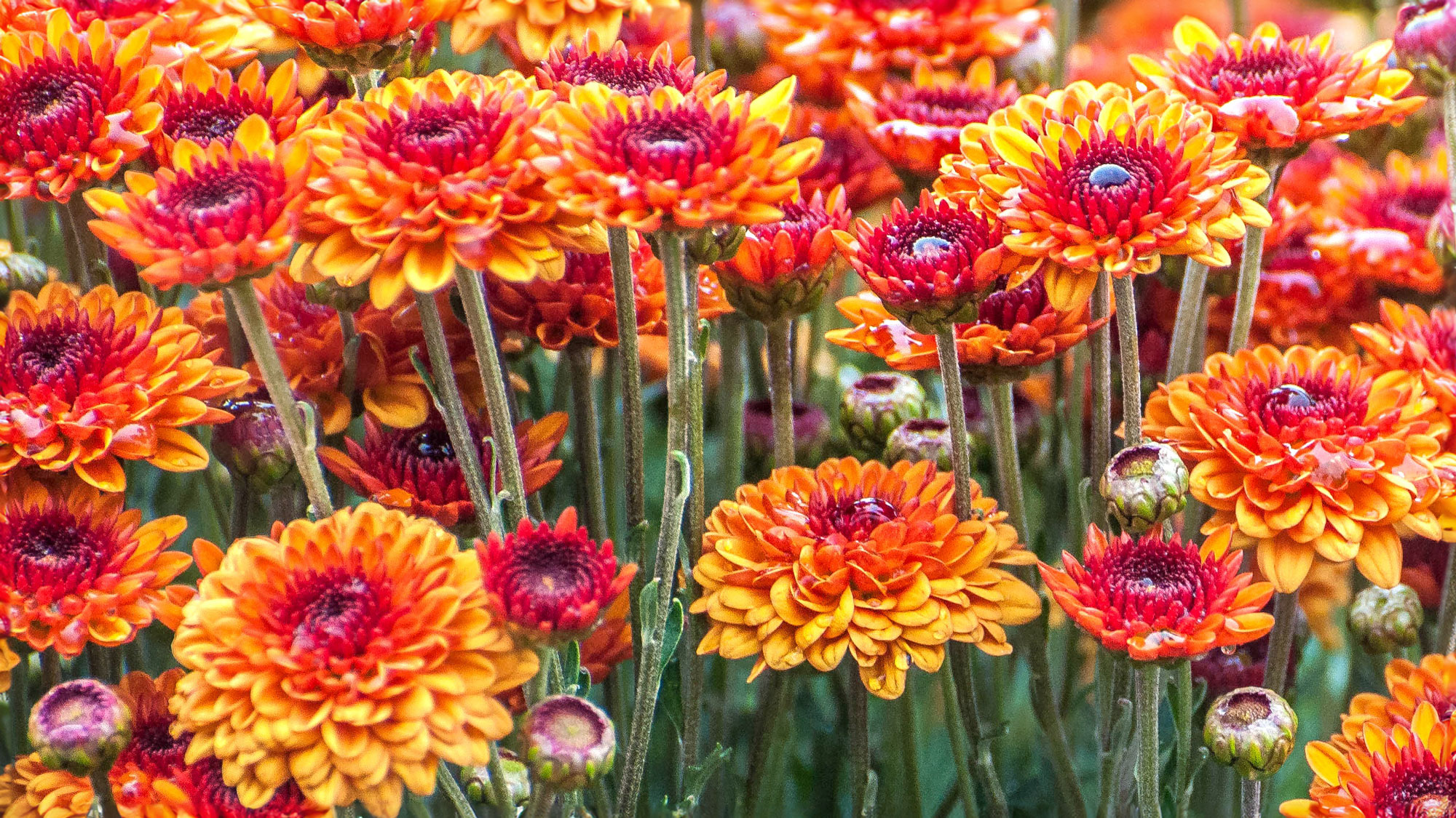 bright orange mums growing in garden border