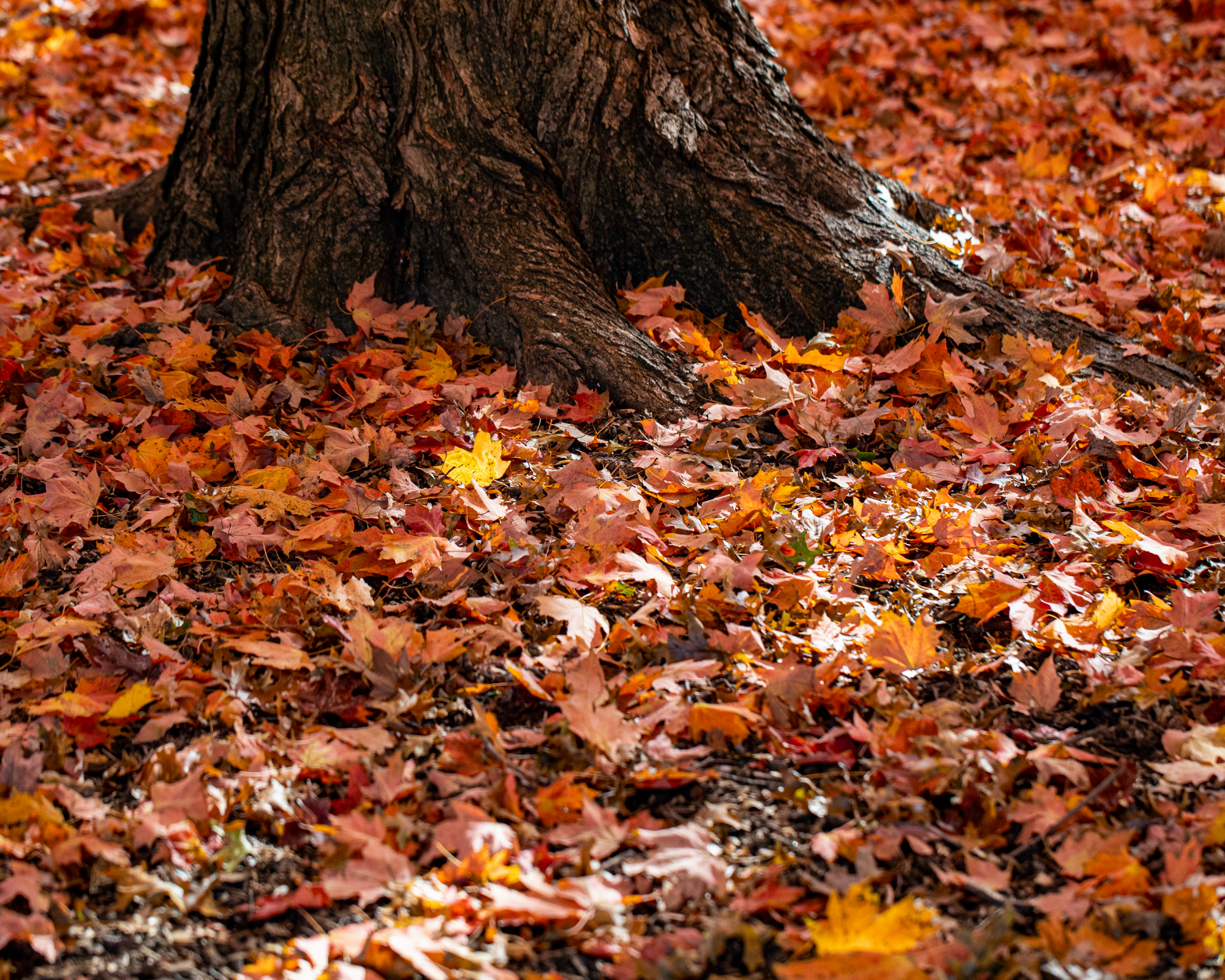 Fallen leaves under tree