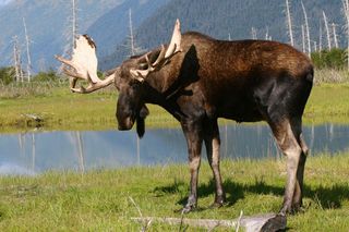 In Alaska, changes in moose migrations no longer line up with the hunting season, creating problems for native tribes who depend on the meat.