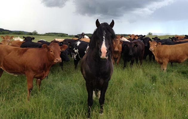 Bart &amp;amp; The Herd