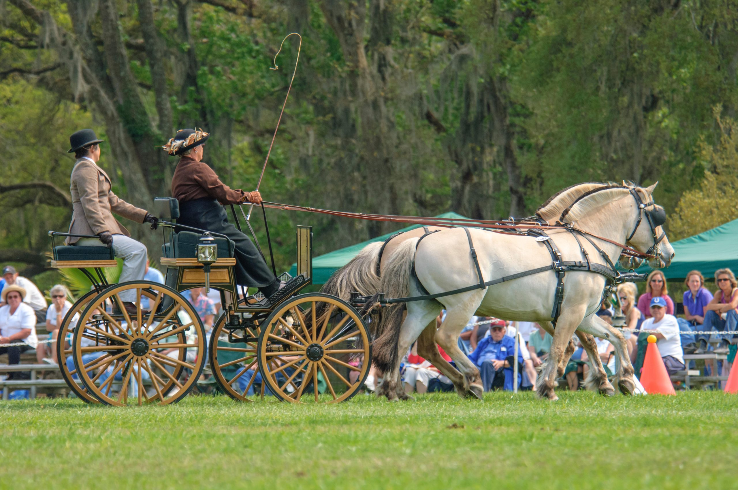 Fjords pulling carriage