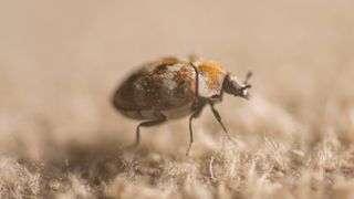 A carpet beetle on a carpet