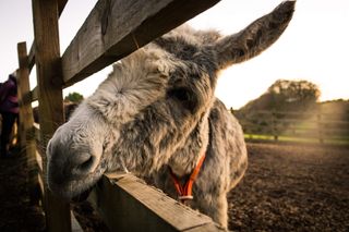 a donkey peeking through a fence