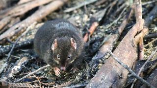 A male dusky antechinus in a natural enclosure.