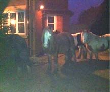 JodieMarshPonies.jpg