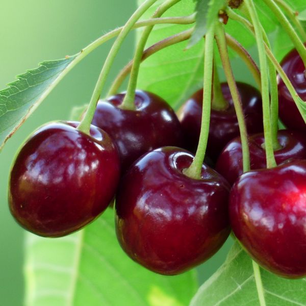 Romeo Dwarf Cherry Tree - #3 Container