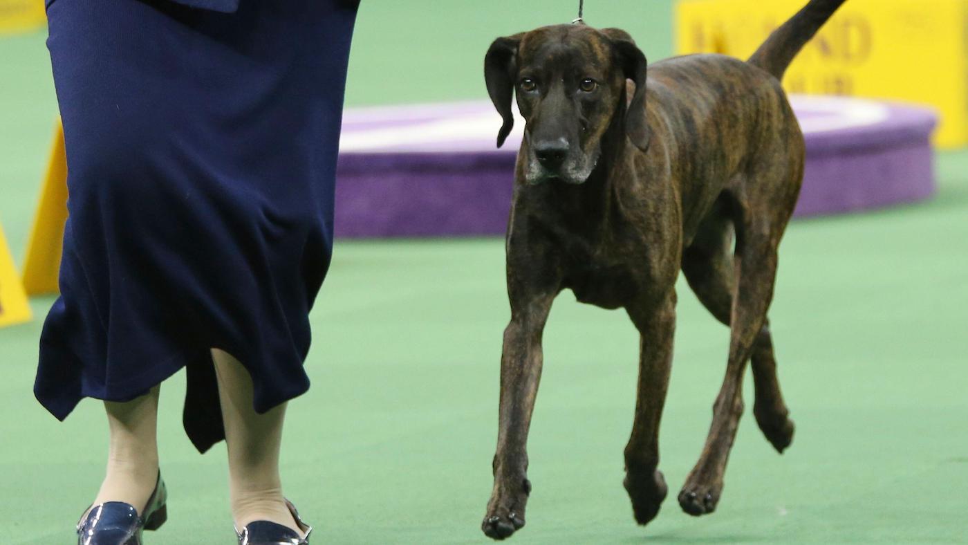 Plott Hound in a showing competition. The breed is very rare outside the Carolina states